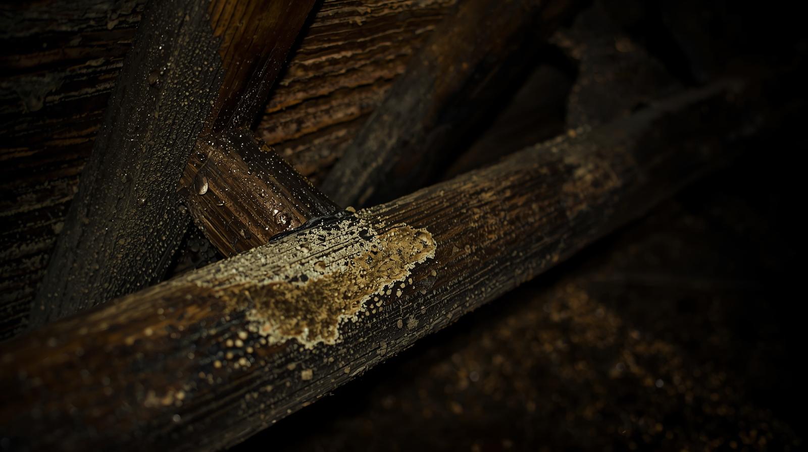 Control-Attic-Moisture